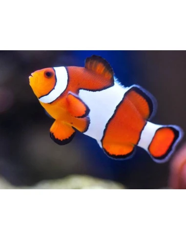 Cartouche noire EPSON C 13 T 02640110 / T026 compatible | POISSON CLOWN