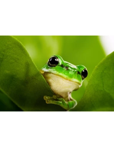 Cartouche noire mate EPSON C 13 T 05484010 / T0548 compatible | GRENOUILLE