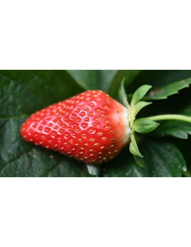 Cartouche noire EPSON C 13 T 29914010 / 29XL compatible | FRAISE